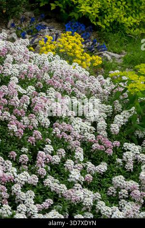 White Yellow Blue Carpet of flowers in Garden Stock Photo