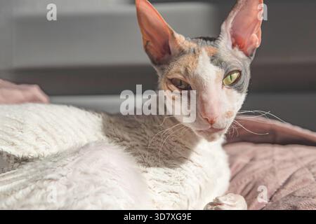 Cornish Rex cat with green eyes resting on soft quilted blanket at home Stock Photo