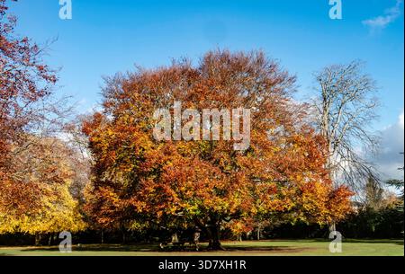 Large European beech tree (Fagus sylvatica) displaying vivid copper autumn foliage in a park landscape under a clear blue sky. Stock Photo
