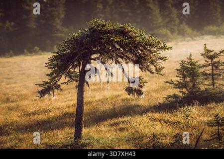 Spruce tree with hanging lichen in a grassy meadow during a misty morning, Homer, Alaska. Stock Photo