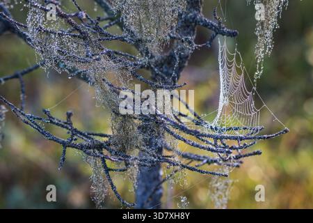 Close-up of a spider web and lichen covered in morning dew on a spruce tree branch, Homer, Alaska. Stock Photo