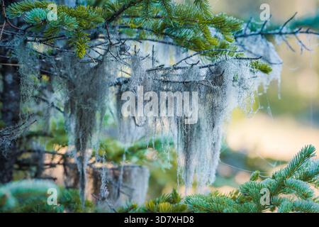 Old man's beard lichen covered in morning dew hanging from spruce tree branches in a forest, Homer, Alaska. Stock Photo