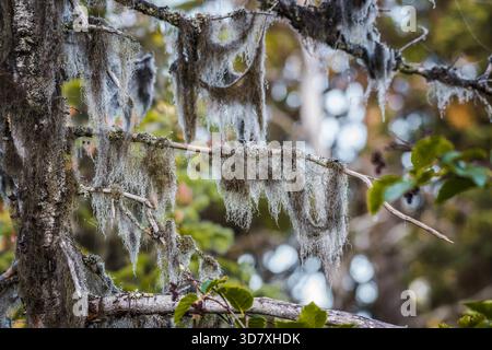 Old man's beard lichen covered in morning dew hanging from spruce tree branches in a forest, Homer, Alaska. Stock Photo