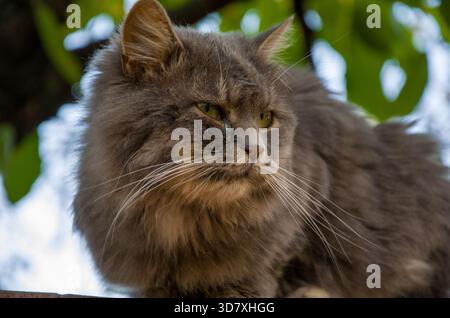 Fluffy Gray Cat Portrait with Intense Eyes Against Green Bokeh Stock Photo