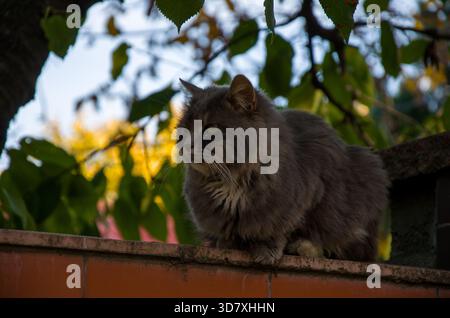 Fluffy Gray Cat Perched on a Garden Wall Under Autumn Foliage Stock Photo