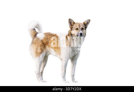 Mongrel dog isolated on white background Stock Photo