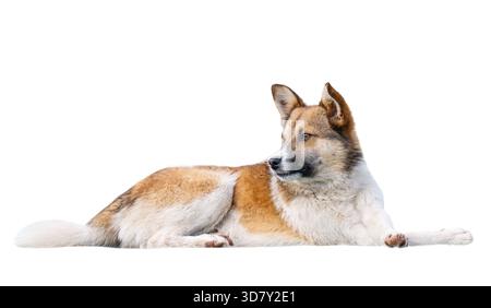 Mongrel dog isolated on white background Stock Photo