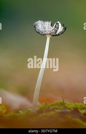 Mature Fruiting Body Of A Hares Foot Inkcap, Coprinopsis lgopus, With Gills Curled Up In Deliquescence, Dripping Ink Phase, In Autumn New Forest, UK Stock Photo