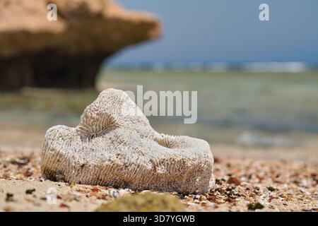 White dry coral on a sunny beach, closeup detail Stock Photo