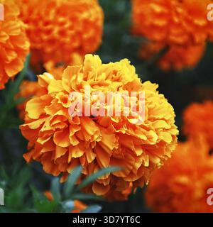 Side view to big orange marigold flower on blurred flower background Stock Photo