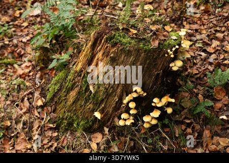 Fungii growning in Loch Lomond and The Trossachs National Park, in Scotland. They are seen during autumn. Stock Photo