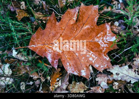 Close-up of an autumn oak leaf resting on the forest floor. The copper-brown leaf is wet, with a sky reflection on its surface. Stock Photo