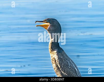Large Double Crested Comorant Nannopterum Auritum Bird Juanita Bay Park Lake Washington Kirkland Washiington. Most common comorant in the United State Stock Photo