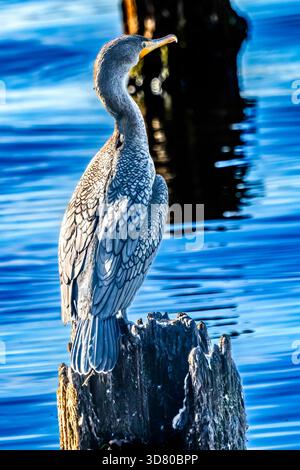 Large Double Crested Comorant Nannopterum Auritum Bird Juanita Bay Park Lake Washington Kirkland Washiington. Most common comorant in the United State Stock Photo