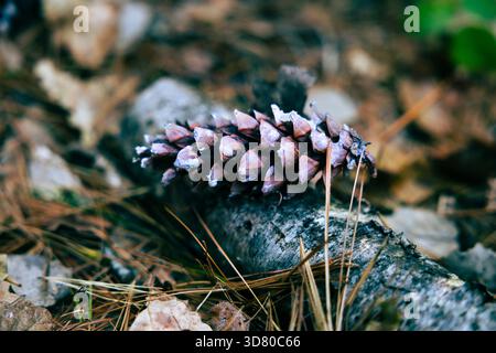 A pine cone rests on a fallen log among dry leaves and pine needles, creating an atmospheric forest close-up. Stock Photo