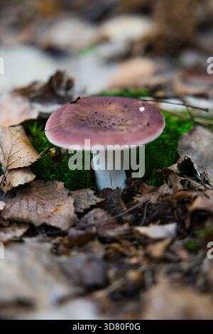 A close-up of a single mushroom with a purple cap and white stem, surrounded by bright green moss and dry autumn leaves on the forest floor. Stock Photo