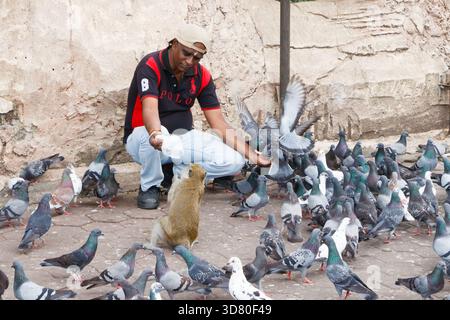 Man feeding a large group of pigeons and a monkey on a stone pavement at batu caves malaysia Stock Photo
