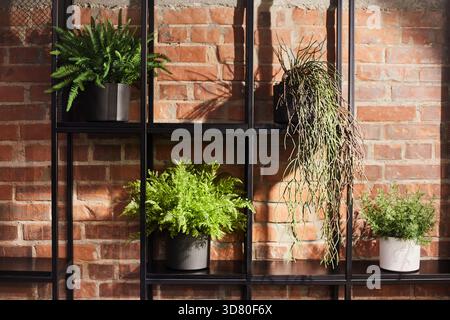 Indoor plants in pots on a shelf against the background of a red brick wall. Loft interior design. Stock Photo