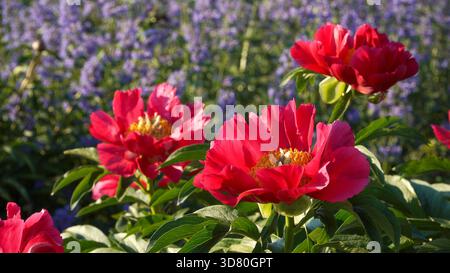 A captivating close-up of vibrant red peony blossoms in full bloom, bathed in warm sunlight. The deep red petals and yellow centers are set against a Stock Photo
