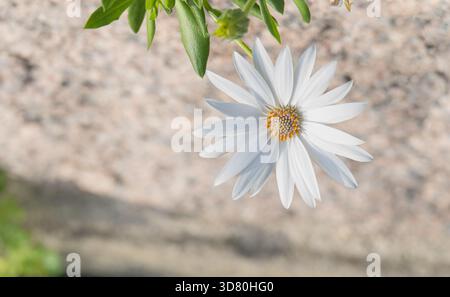 Macro shot of a white African Daisy Osteospermum with a vibrant yellow-orange center growing on a rough blurred granite stone background Stock Photo