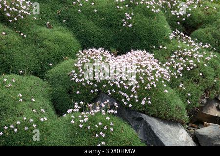 Dianthus, Alpine plant growing on stones in the garden and forming green cushions Stock Photo