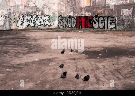 Several pigeons stand on an empty dirt lot in front of a weathered wall covered with bold graffiti tags. Stock Photo