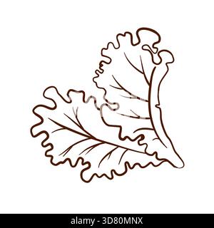 Two lettuce leaves. Vector illustration in a line art style. Clean brown lines, wavy edges, and pronounced veins are isolated on a white background. Stock Vector