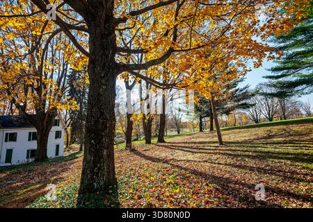 A large maple tree stands tall, backlit by sunlight, showcasing vibrant autumn leaves in Connecticut's serene landscape. Stock Photo