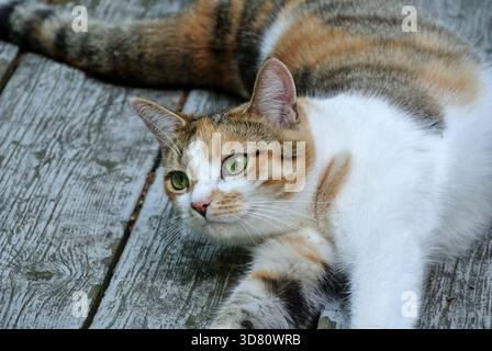 Cozy Calico Cat Resting on Weathered Wooden Deck Stock Photo