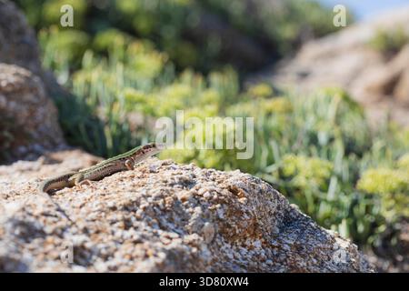 Italian wall lizard, ruin lizard, European wall lizard (Podarcis siculus, Lacerta sicula), sitting on a wall, France, Corsica Stock Photo
