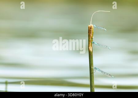 Common blue damselfly, Common bluet damselfly (Enallagma cyathigera, Enallagma cyathigerum), males sit on a stem protruding from the water, Germany Stock Photo