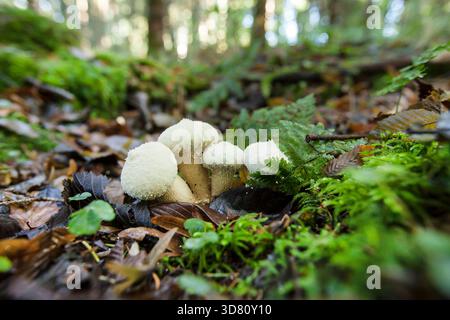 Common puffball, Warted puffball, Gem-studded puffball, Devil's snuff-box (Lycoperdon perlatum, Lycoperdon gemmatum), group on forest flor, Germany Stock Photo