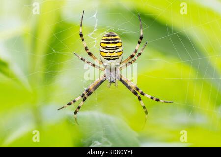 Black-and-yellow argiope, Black-and-yellow garden spider (Argiope bruennichi), female in the net, Germany Stock Photo