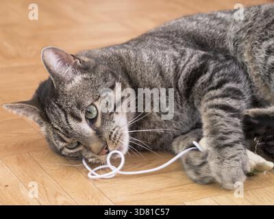 Food, Mit einem Spielzeug spielende Katze Stock Photo