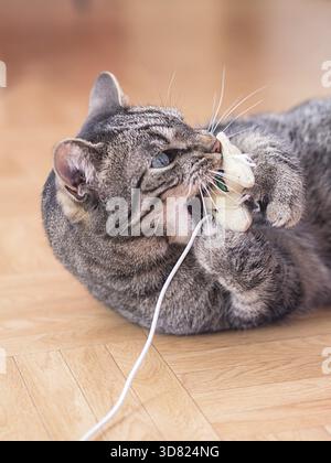 Food, Mit einem Spielzeug spielende Katze Stock Photo
