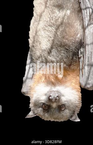 Bats are the only mammals that can fly. Instead of arms or hands, they