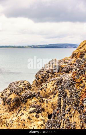 Rocks with blue mussels on the coast Stock Photo