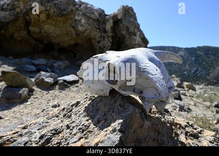 Goat skull lying on the ground in Crete, Greece Stock Photo