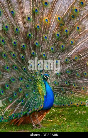 Male peacock displaying colorful tail feathers in full fan spread, vibrant blue and green plumage Stock Photo
