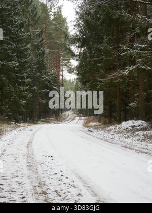 Winding Snowy Forest Road Through Dense Pine and Spruce Trees Stock Photo