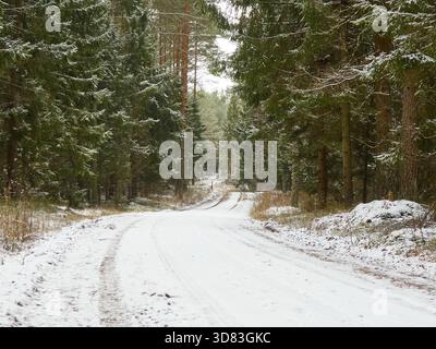 Winding Snowy Forest Road Through Dense Pine and Spruce Trees Stock Photo