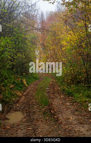 Narrow muddy forest track winds through dense autumn vegetation Stock Photo