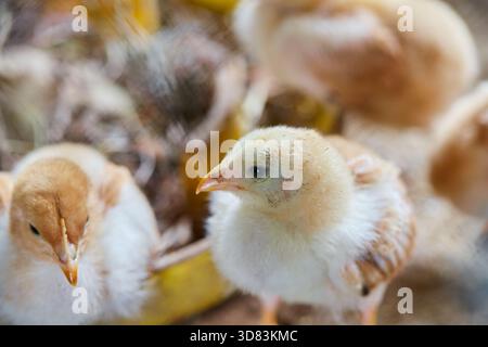 Cute baby chicks in farm Stock Photo