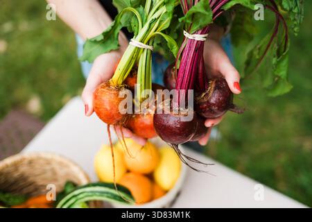 Close-up of hands holding fresh golden and red beets Stock Photo