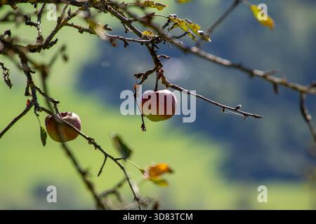 Orchard with ripe fruits in the apple tree Stock Photo
