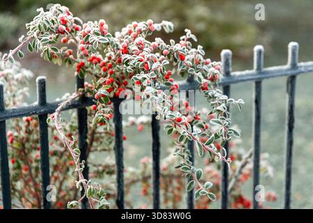 Frost covered garden plants and berries Stock Photo