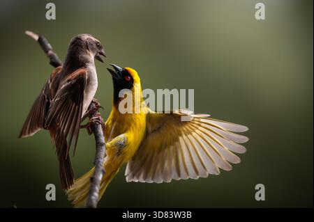 Male southern masked weaver (Ploceus velatus) in breeding plumage confronting a female sparrow on a twig, wing spread and bill open, South Africa Stock Photo