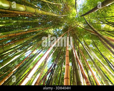Lush bamboo forest canopy seen from below.  Inspiring image evoking peace, nature, and growth. Perfect for wellness, travel, or environmental projects Stock Photo