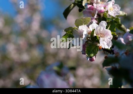 Apple blossom close up top right with distant flowers forming light bokeh filling negative space for copy. Stock Photo