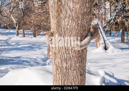 Two squirrels with fluffy tails on the trunk of an old tree. Two Red squirrels chasing each other around a tree. Red squirrels play with each other. Stock Photo